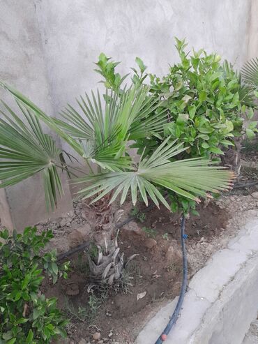 palmalar: Palma ağaçlari ve yolka ağaci satilir baha alinib dekor ağaclaridir