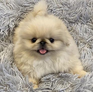 Pekines, 2 ay