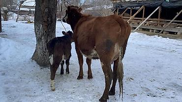 Коровы, быки: Продаю | Корова (самка) | Полукровка | Для молока | После отела at lalafo.kg — 5 Коровы, быки: Продаю | Корова (самка) | Полукровка | Для молока | После отела — 5