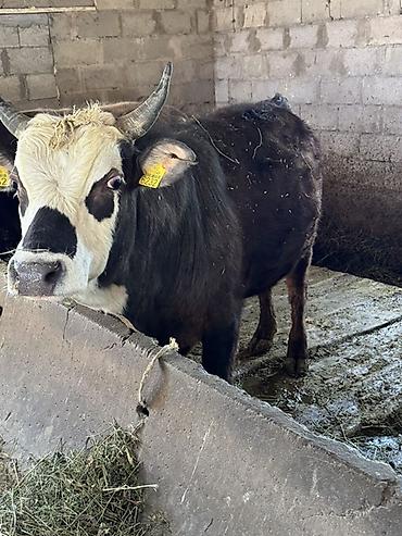 Коровы, быки: Продаю | Бык (самец) | На откорм, На забой | Привязанные — 4