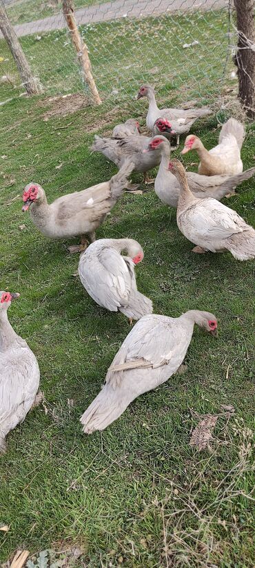 Другие с/х животные: Мускусная утка (индоутка), светло-серая окраска с красной маской на — 10