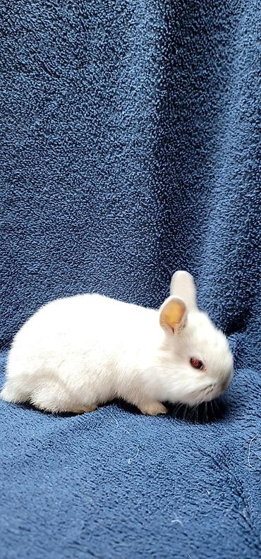 Декоративные кролики: Продаются декоративные крольчата, милые малыши с очень красивыми — 15