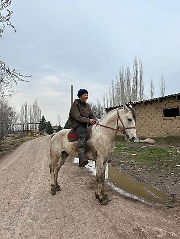 Лошади, кони: Продаю | Жеребец — 7