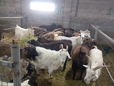 Козы, козлы: Продаю | Коза (самка) — 2