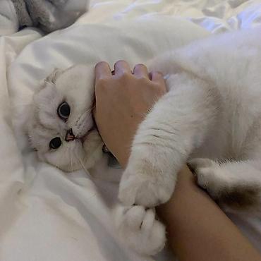мал кат: Скотиш Фолд (Шотландиялык шалпаң кулак), 1 жаш, Ургаачы, Күмүш өңдүү шиншилла, Эмделген, Лотокко барууга үйрөтүлгөн, Курттардан тазаланган — 7