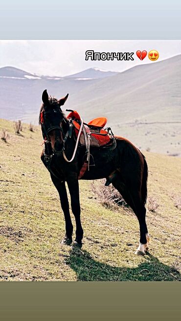 Лошади, кони: Продаю | Жеребец | Кара Жорго | Конный спорт | Племенные
