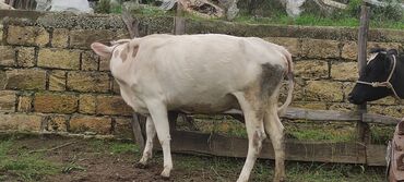 qafqaz coban iti: Dana, buzov, Dişi, Simental, ay: 2, 250 kq, Südlük