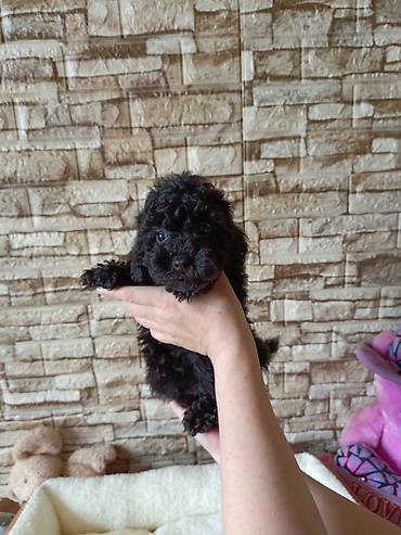 pudel ucuz: Pudel, 2 ay — 5