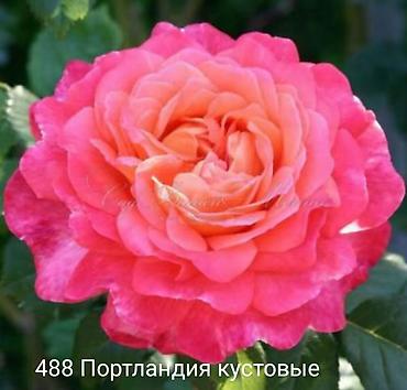 Роза: Саженцы Самовывоз at lalafo.kg — 1 Роза: Саженцы Самовывоз — 1