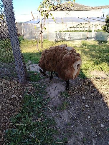 Mal-qara: Qoyun – yerli cins, tünd-qəhvəyi yunlu Məhsulun təsviri: - — 9