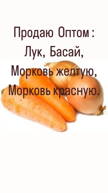 купить картошку оптом: Морковь Оптом