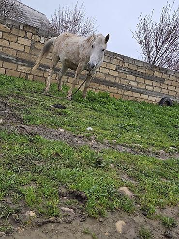 Atlar: Dişi, il: 7 — 19