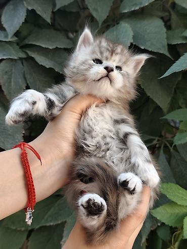 Продажа кошек: Предлагаются котята мейн-куна,в шикарном типе🧿🧿🧿🧿🧿 Котята рождены от — 6