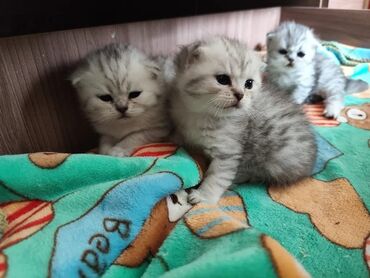 Продажа кошек: Шотландские котята готовы к раннему бронированию!!! Родились 30 апреля