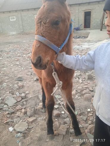 Лошади, кони: Продаю | Жеребенок | Рабочий — 17