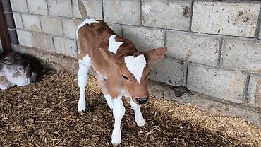 Коровы, быки: Продаю | Бык (самец) | Симментальская | Для разведения — 4