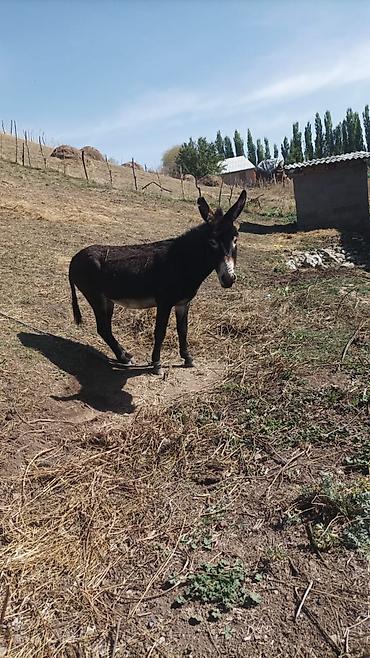 А/ч жаныбарларын сатам: Осёл эркек — 4