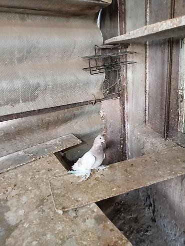 Птицы: Продаю молодых голубей 1 шт стоит пятьсот сом окончательно родители — 8