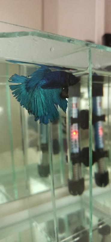 Balıqlar: Betta (Petuşok balığı), Ünvandan götürmə — 7