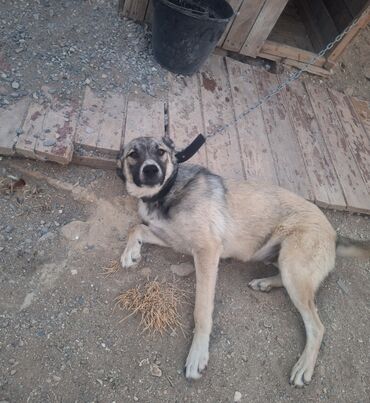 döyüş itləri: Qurdbasar, 6 ay, Erkek