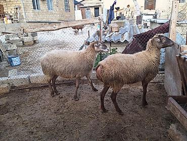 qoyun mal: Dişi, il: 2, Damazlıq — 1