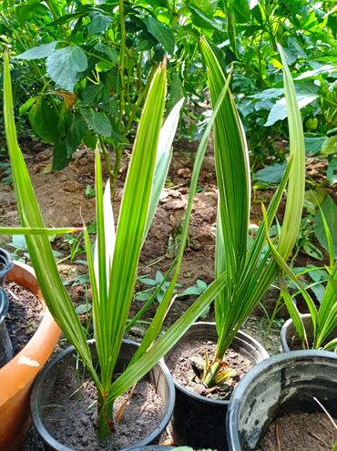 Ağaclar: Xurma ağacları hazır dipcəklərdə 10 manatdan 150 manata kimi ağaclar — 8