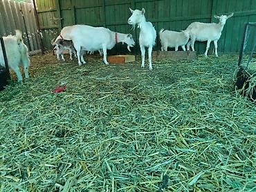 Козы, козлы: Продаю | Коза (самка), Козёл (самец), Козлёнок | Зааненская, Битал | Для разведения, Для молока | Племенные, Котные, Осеменитель — 7