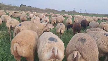 at satanlar: Dişi, il: 2, Damazlıq, Pulsuz çatdırılma — 1
