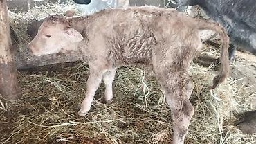 Коровы, быки: Продаю | Корова (самка) | Полукровка | После отела — 6