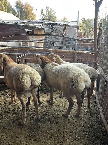 услуги стрижки овец: Продаю | Ягненок, Баран (самец) | Арашан | На забой, Для разведения, Для шерсти — 1