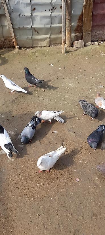 goyerci: Hoptum satılır 1i 5manatdan,cəmi 14 quşdu,2si sarı,2si qaragöy,2si — 6