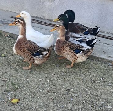 домик для собаки: Самка, | Kuban, Для разведения, Бесплатная доставка