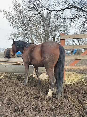 Лошади, кони: Продаю | Кобыла (самка), Конь (самец), Жеребенок | Полукровка | На забой, Для разведения, Для молока — 10