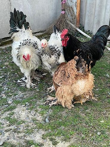 Toyuqlar: Toyuq, Brama, Damazlıq -da lalafo.az — 2 Toyuqlar: Toyuq, Brama, Damazlıq — 2