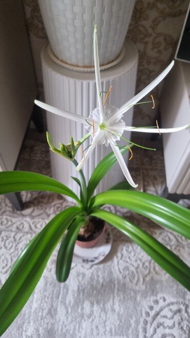 Драцены и Сансевиерии: Распродажа цветов долларовое дерево в красивых горшках отлично — 15