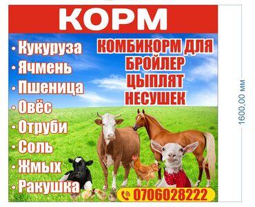 семина кукуруза: Корма для всех видов с/х животных !!! ячмень кукуруза пшеница овёс