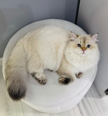 Pişiklər: Britan, Erkək, Cütləşmə üçün — 4