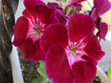 Герани и пеларгонии: Герань в горшке, цветущая ! Красивый розовый оттенок, листья красивые! — 5