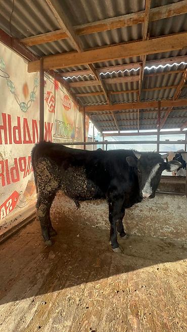 Коровы, быки: Продаю | Бык (самец) | Полукровка, Голштин, Швицкая | На забой | Привязанные — 6