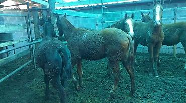 Лошади, кони: Продаю | Жеребенок | Дончак | Для разведения | Племенные — 5