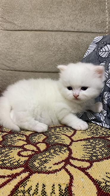 Pişiklər: Britan — 10