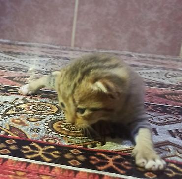 ən ucuz pişiklər: Dişi, Yaxşı əllərə — 3
