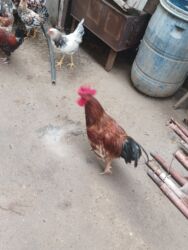 Xoruzlar: 11 dene beçə heyət çolpalari 2 dene boyuk xoruz balacalar 10 manat — 6