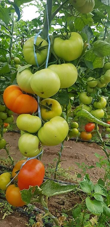 Удобрения и садовая химия: Удобрение Самовывоз — 20