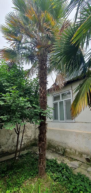 Деревья: Ünvan Göyçay Trachycarpus fortunei (Kanar yaxası/Çin xurma palmiyesi) — 2