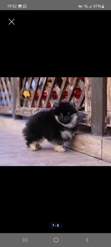 Продажа собак: Шпиц, 3 месяца, Самец, С прививкой, С родословной — 5