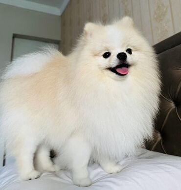 вольер для той терьера: Шпиц, С прививками, Самовывоз