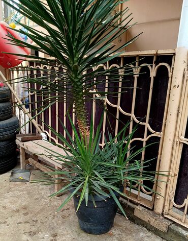 Bitki dərmanları: Yukka (Yucca) dekorativ bitki – iri ölçülü, qara plastik dibçəklə