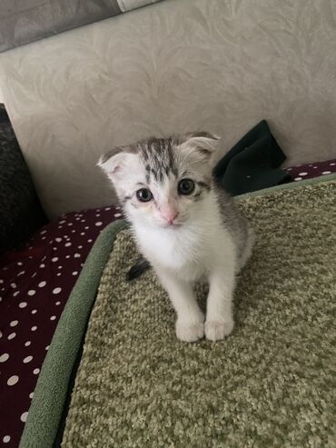 британская короткошерстная кошка золотая шиншилла: Скотиш Фолд (Шотландская вислоухая), 2 месяца, Девочка, Приучена к лотку
