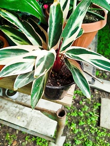 семечки оптом: .Строманта кроваво-красная «Триостар» (Stromanthe sanguinea — 7